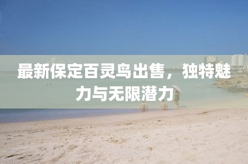 最新保定百靈鳥出售，獨特魅力與無限潛力
