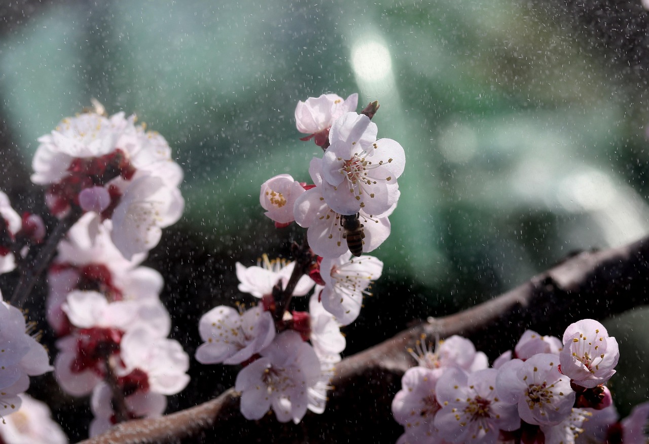 花雨春錄最新章節，綻放與期待