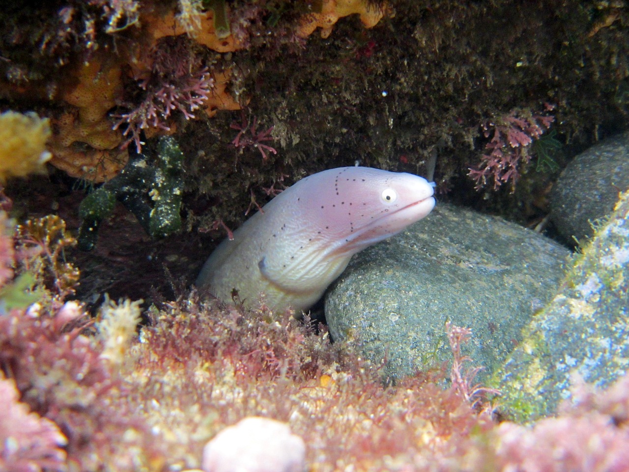 探索海洋霸權，最新360海島奇兵下載指南