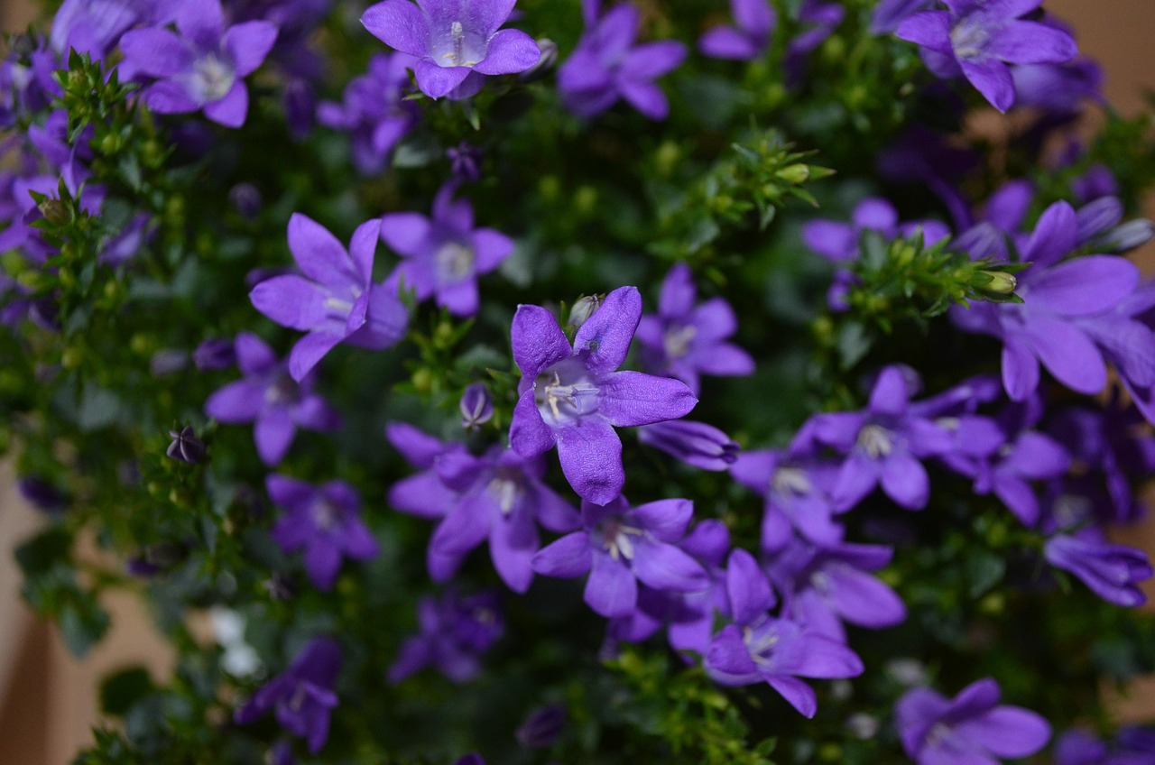 燕郊四季花都最新動態(tài)，城市未來之花綻放，花朵與都市共成長