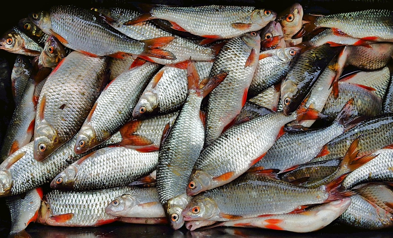 浦魚達人最新版本下載，全新功能與特色體驗