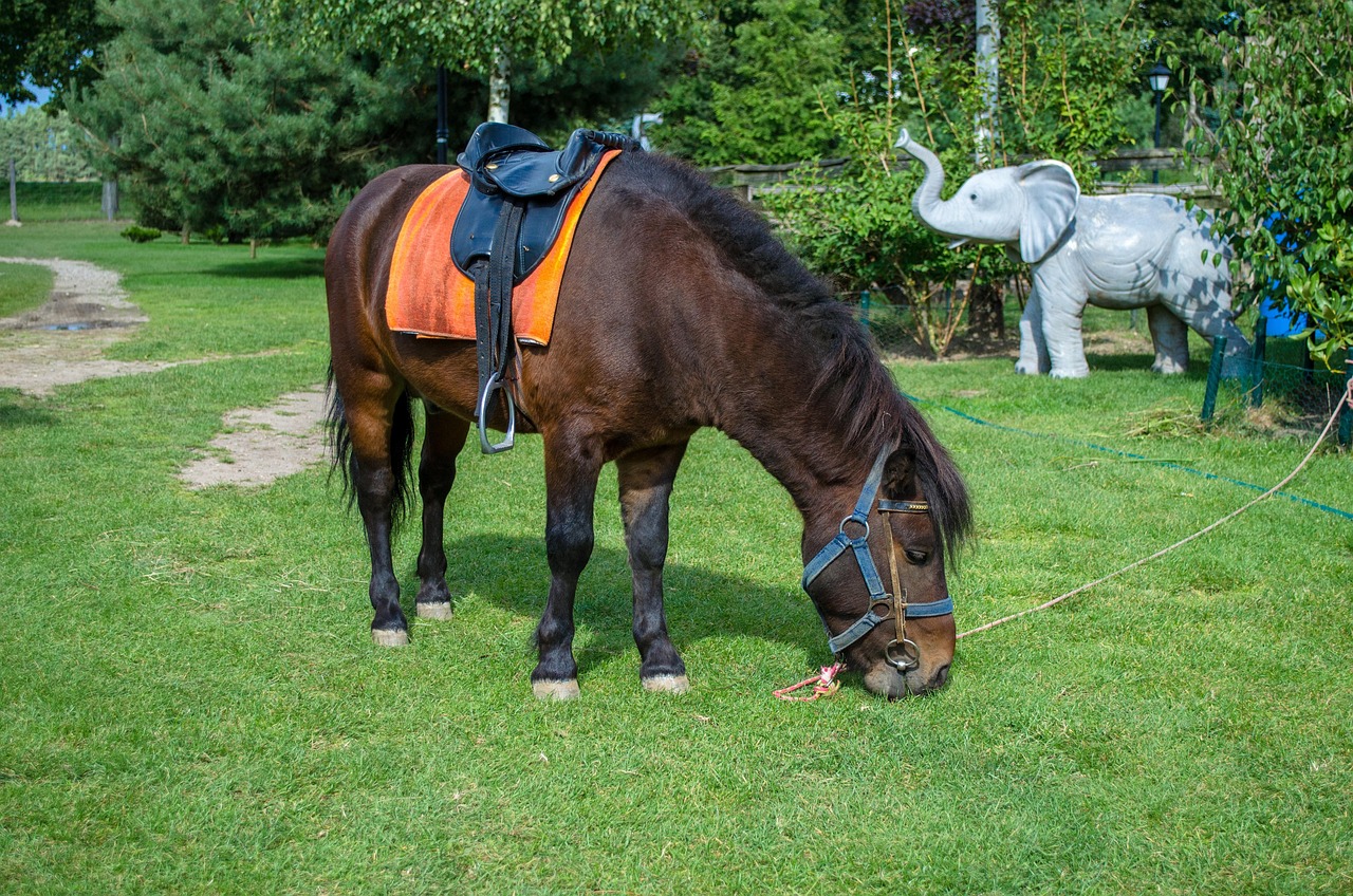 深圳野生動物園游玩攻略，最新整理指南